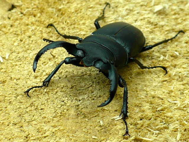 アマミシカクワガタ