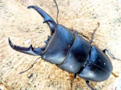 ヒラタクワガタ