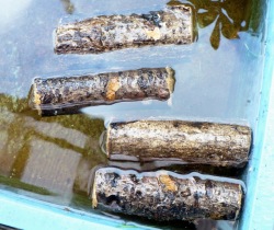 産卵木SSの水浸け