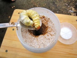 菌糸ビン1500ccに投入