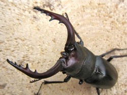 黒い色のノコギリクワガタ