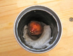 空き缶の中のカブトムシのサナギ
