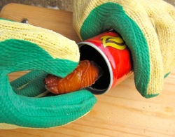 空き缶に慎重にサナギを入れます