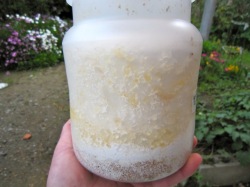 菌糸ビン1500ccの遊離水
