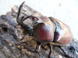 赤い色のカブトムシ