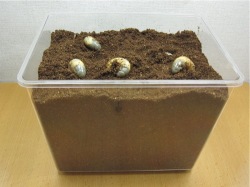 Beケース(大)日本のカブトムシの幼虫の飼育例