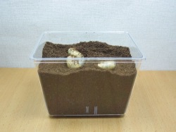 Beケース(中)日本のカブトムシの幼虫の飼育例
