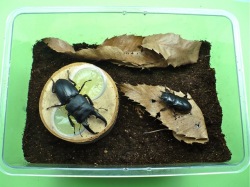 ヒラタクワガタの産卵セット