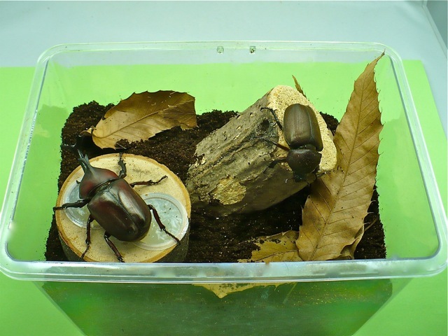 カブトムシの繁殖例