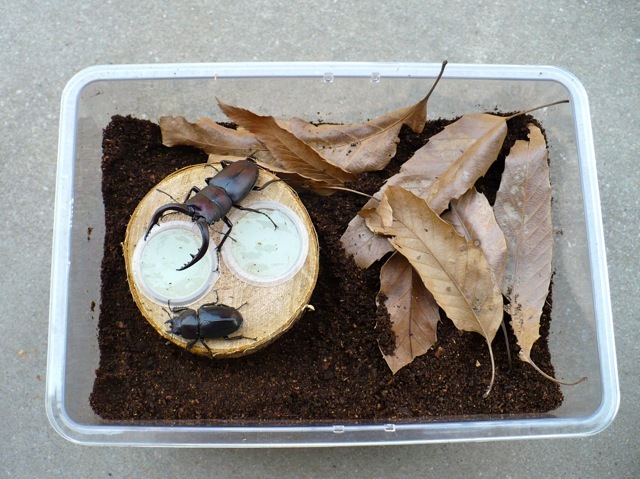 クワガタの産卵飼育例