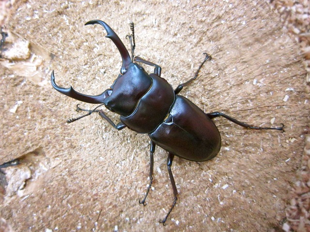 トカラコクワ