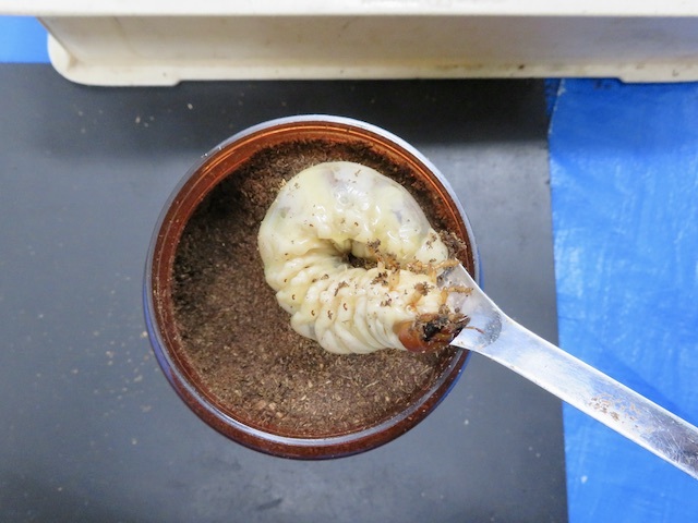 クワガタの幼虫の飼育例