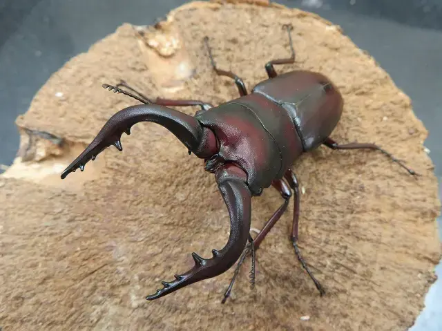 種子島産ノコギリクワガタのオスの画像