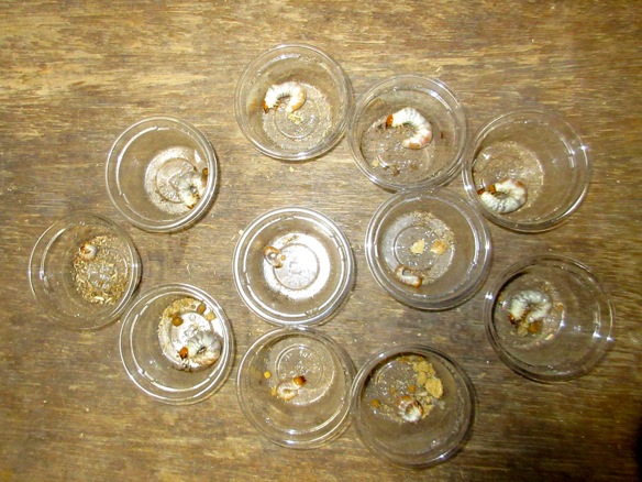 アマミコクワの産卵結果の画像