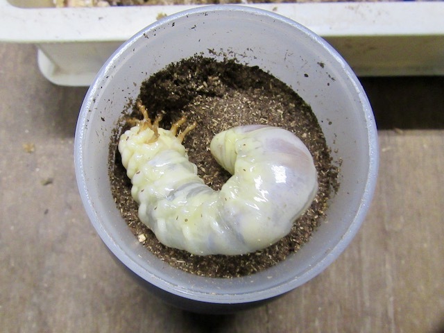 アマミノコギリクワガタの終齢幼虫の画像