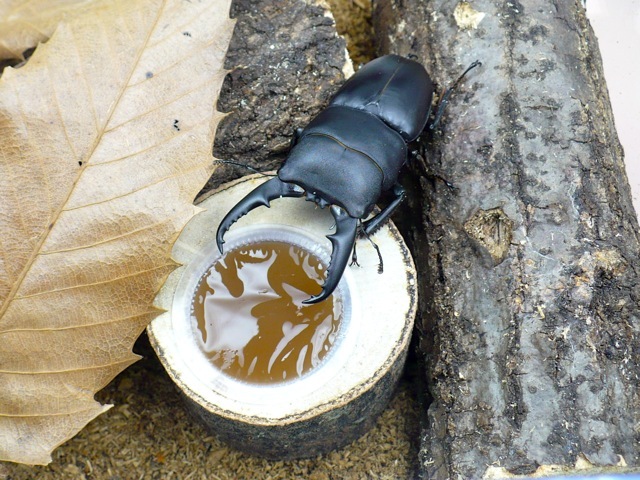 16g昆虫ゼリー専用エサ皿1個穴のヒラタでの使用例