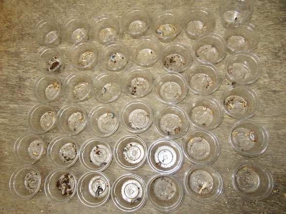 ゴトウヒラタの産卵結果の画像
