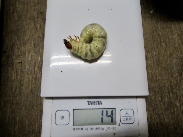 クメジマノコギリの14グラムの終齢幼虫