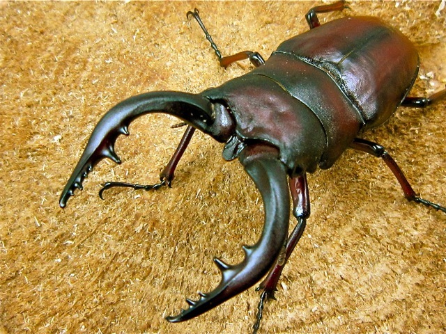 クロシマノコギリクワガタ