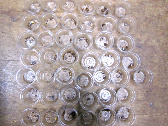 クロシマノコギリクワガタの産卵結果の画像