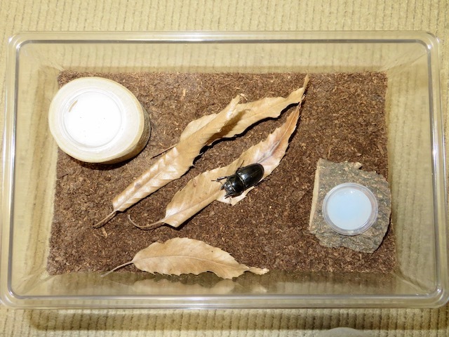 サキシマヒラタのメスのみを産卵セットに入れる