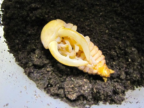 アマミノコギリクワガタの蛹