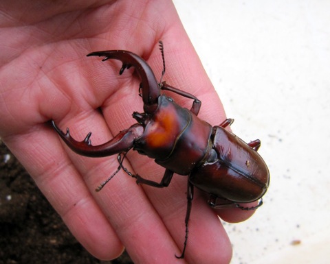 トカラノコギリクワガタの羽化