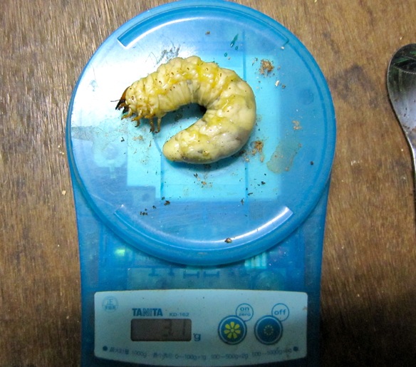 オオクワガタの幼虫30gオーバー