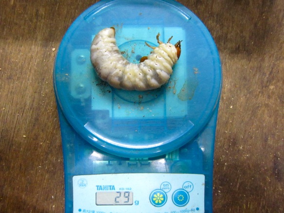 トクノシマヒラタクワガタの幼虫29g