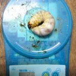 アマミノコギリクワガタ23グラムの特大幼虫が出てきました【2012年12月31日】