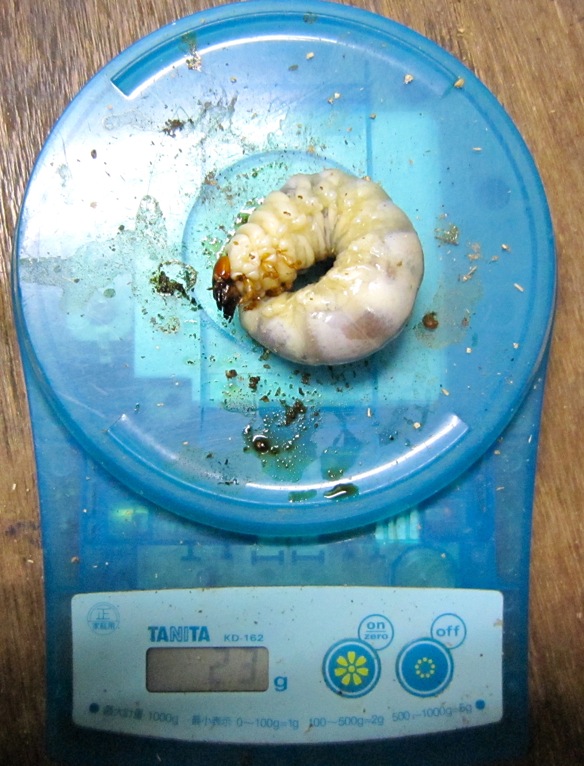 アマミノコギリクワガタの幼虫