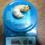 トクノシマヒラタの30gオーバーの幼虫です【2013年1月28日】