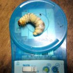 トクノシマノコギリの幼虫の紹介です。【2013年1月30日の幼虫飼育】