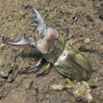 国産ミヤマクワガタの羽化や飼育方法の情報(2013年2月22日)