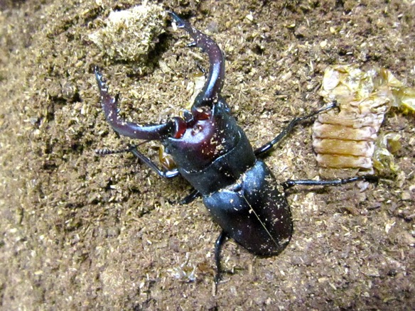 ノコギリクワガタの水牛