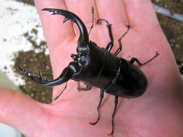 トクノシマノコギリクワガタの水牛