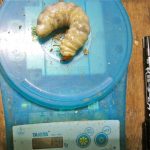 オキノエラブヒラタクワガタの特大幼虫です。【2013年9月24日の幼虫飼育】