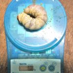 サキシマヒラタクワガタの巨大幼虫です。(2013年9月27日)