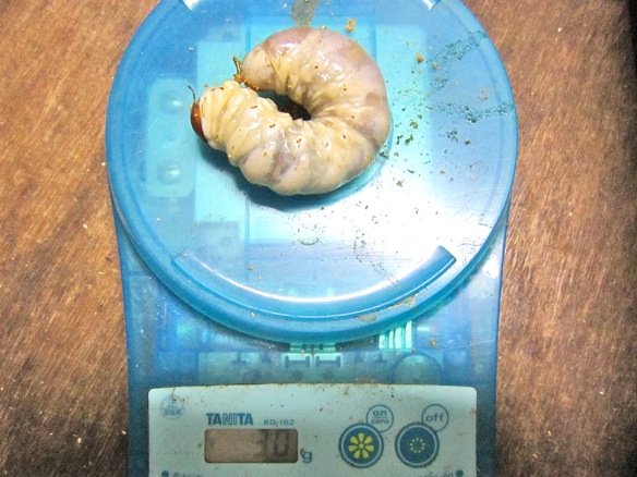 サキシマヒラタクワガタの幼虫