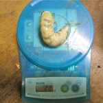 タカラヒラタクワガタの大型幼虫と繁殖状況【2013日10月18日の幼虫飼育】