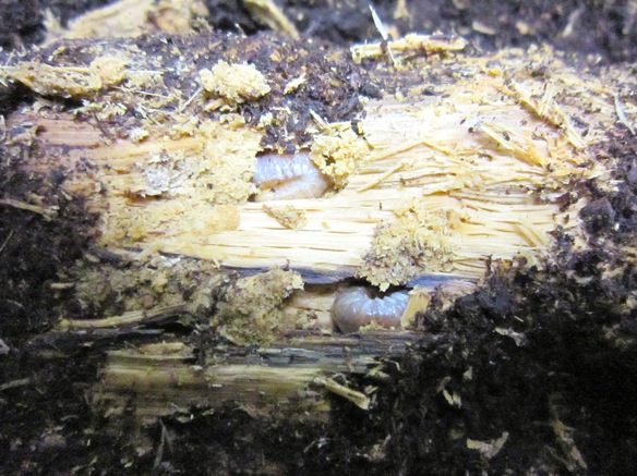 朽ち木の中の幼虫