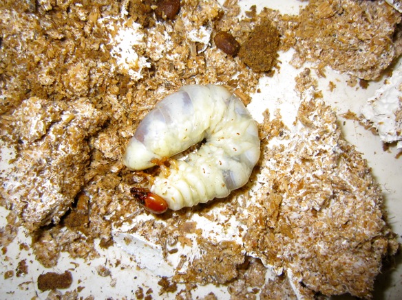 トクノシマノコギリクワガタの幼虫