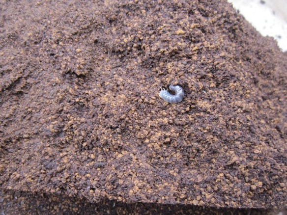 土に潜る幼虫