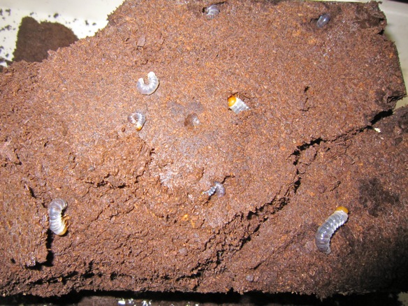 タカラヒラタクワガタの産卵セットから出て来た幼虫