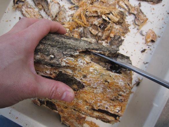 朽ち木の樹皮をステーキナイフで剥がしています