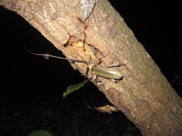 大きなカミキリの画像