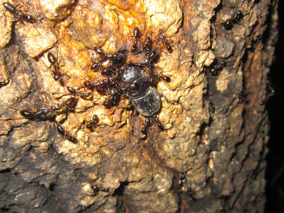 蟻と一緒に樹液を吸うヒラタのメスです