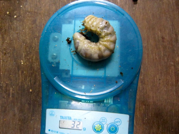 幼虫（32グラム）