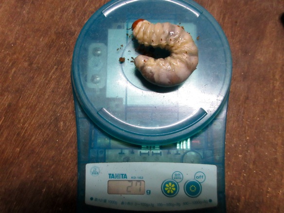 27グラムの幼虫