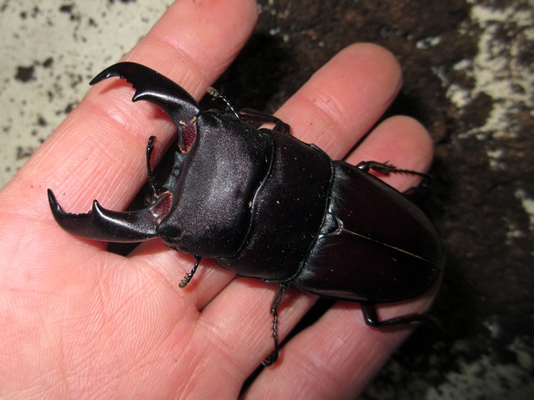 サキシマヒラタクワガタの産卵方法 クワガタ工房 虫吉ブログ